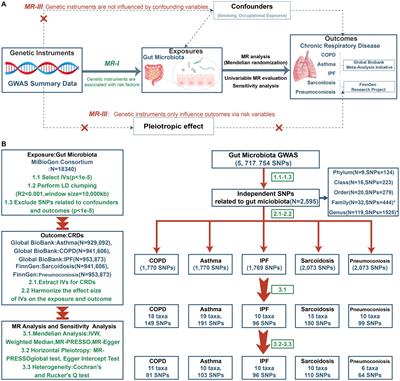 The associations between gut microbiota and chronic respiratory diseases: a Mendelian randomization study